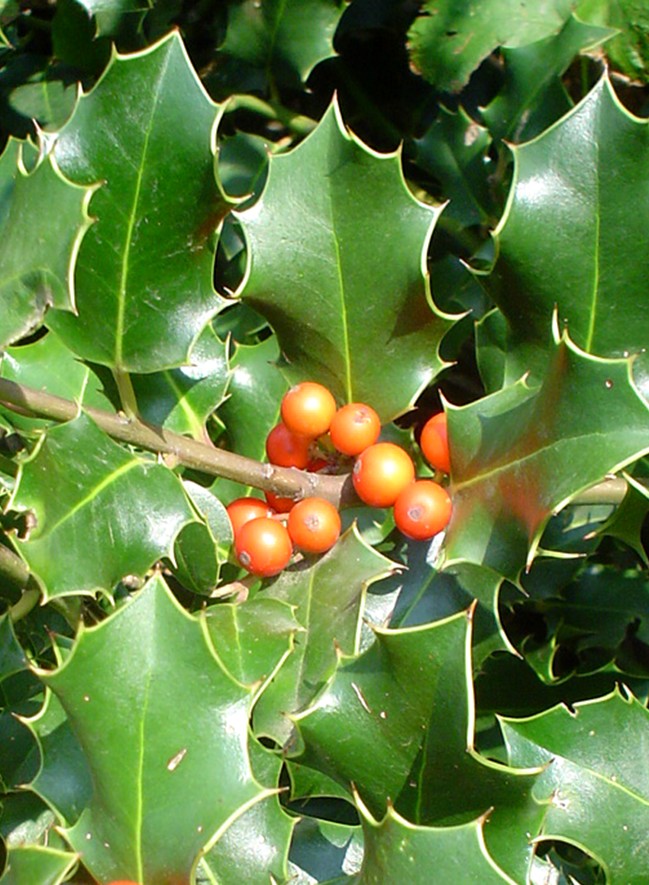Ilex aquifolium (Agrifoglio)